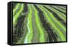 A Rice Field in the Sado Estuary Nature Reserve. Portugal-Mauricio Abreu-Framed Stretched Canvas