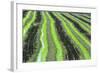 A Rice Field in the Sado Estuary Nature Reserve. Portugal-Mauricio Abreu-Framed Photographic Print