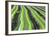 A Rice Field in the Sado Estuary Nature Reserve. Portugal-Mauricio Abreu-Framed Photographic Print