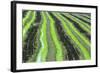 A Rice Field in the Sado Estuary Nature Reserve. Portugal-Mauricio Abreu-Framed Photographic Print