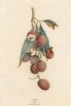 A Cluster of Lychee Fruit - China-A Richard-Mounted Art Print