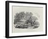 A Rider Distracted by a Flock of Birds (Wood Engravin)-Thomas Bewick-Framed Giclee Print