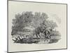 A Rider Distracted by a Flock of Birds (Wood Engravin)-Thomas Bewick-Mounted Giclee Print