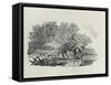 A Rider Distracted by a Flock of Birds (Wood Engravin)-Thomas Bewick-Framed Stretched Canvas