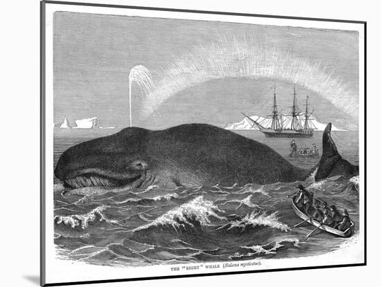 A "Right" Whale-null-Mounted Art Print