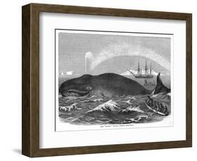 A "Right" Whale-null-Framed Art Print