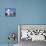 A Ring-Billed Gull Takes Flight in Front of the Rock and Roll Hall of Fame and Museum-null-Stretched Canvas displayed on a wall