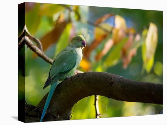 A Ring-Necked, or Rose-Ringed, Parakeet, Psittacula Krameri, Perches on a Tree Branch at Sunset-Alex Saberi-Stretched Canvas