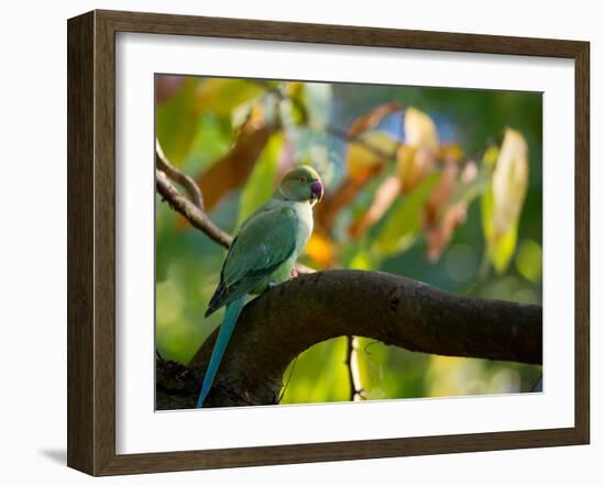 A Ring-Necked, or Rose-Ringed, Parakeet, Psittacula Krameri, Perches on a Tree Branch at Sunset-Alex Saberi-Framed Photographic Print