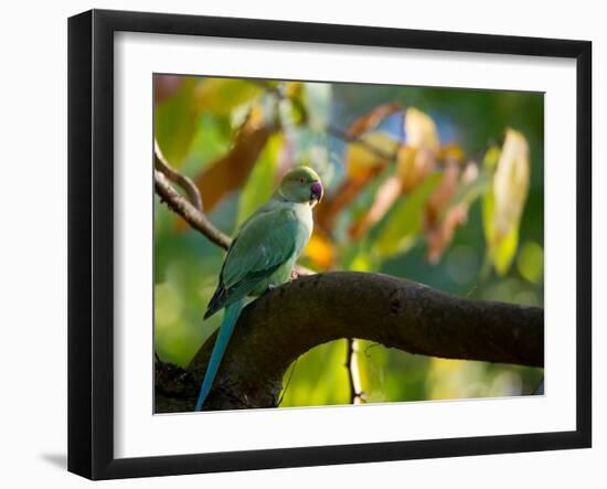 A Ring-Necked, or Rose-Ringed, Parakeet, Psittacula Krameri, Perches on a Tree Branch at Sunset-Alex Saberi-Framed Photographic Print