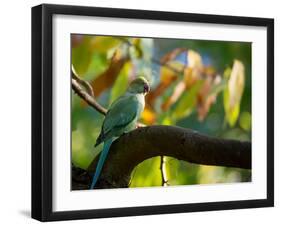 A Ring-Necked, or Rose-Ringed, Parakeet, Psittacula Krameri, Perches on a Tree Branch at Sunset-Alex Saberi-Framed Photographic Print