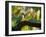 A Ring-Necked, or Rose-Ringed, Parakeet, Psittacula Krameri, Perches on a Tree Branch at Sunset-Alex Saberi-Framed Photographic Print