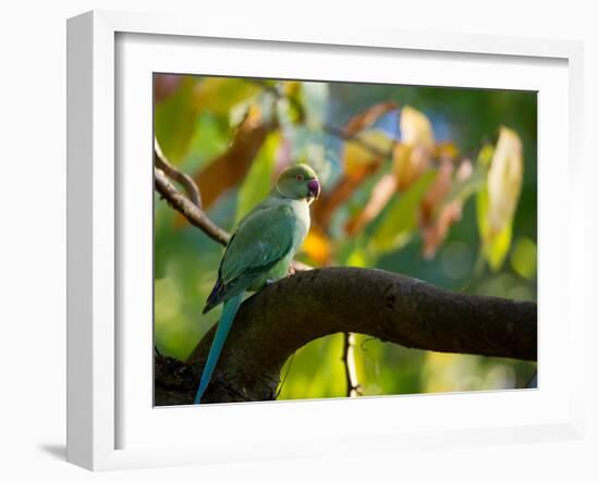 A Ring-Necked, or Rose-Ringed, Parakeet, Psittacula Krameri, Perches on a Tree Branch at Sunset-Alex Saberi-Framed Photographic Print