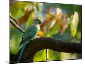 A Ring-Necked, or Rose-Ringed, Parakeet, Psittacula Krameri, Perches on a Tree Branch at Sunset-Alex Saberi-Mounted Photographic Print