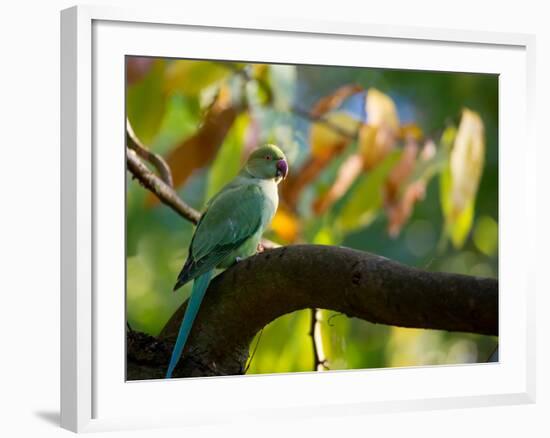 A Ring-Necked, or Rose-Ringed, Parakeet, Psittacula Krameri, Perches on a Tree Branch at Sunset-Alex Saberi-Framed Photographic Print