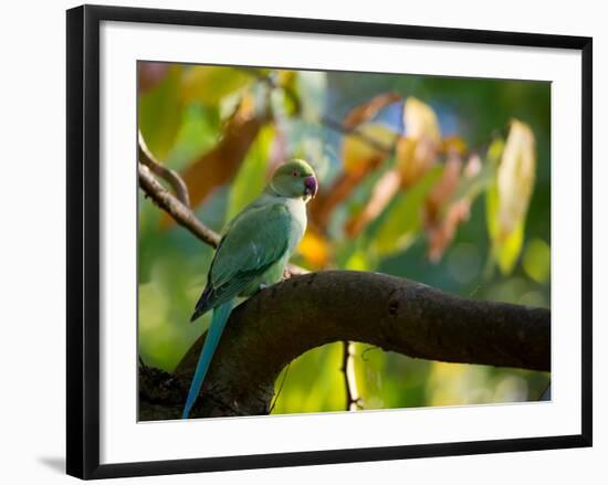 A Ring-Necked, or Rose-Ringed, Parakeet, Psittacula Krameri, Perches on a Tree Branch at Sunset-Alex Saberi-Framed Photographic Print