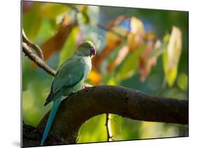 A Ring-Necked, or Rose-Ringed, Parakeet, Psittacula Krameri, Perches on a Tree Branch at Sunset-Alex Saberi-Mounted Photographic Print