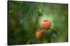 A Ripe, Red Raspberry Handing from the Vine-Sheila Haddad-Stretched Canvas