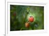 A Ripe, Red Raspberry Handing from the Vine-Sheila Haddad-Framed Photographic Print