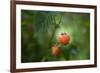 A Ripe, Red Raspberry Handing from the Vine-Sheila Haddad-Framed Photographic Print