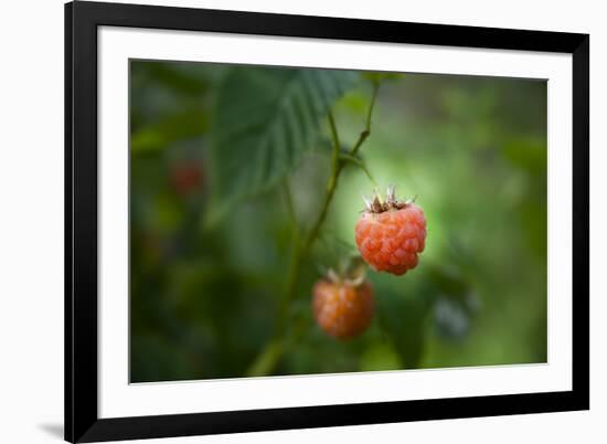 A Ripe, Red Raspberry Handing from the Vine-Sheila Haddad-Framed Photographic Print