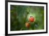 A Ripe, Red Raspberry Handing from the Vine-Sheila Haddad-Framed Photographic Print