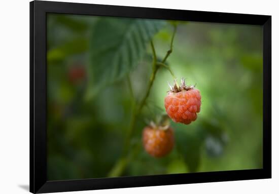A Ripe, Red Raspberry Handing from the Vine-Sheila Haddad-Framed Photographic Print