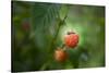 A Ripe, Red Raspberry Handing from the Vine-Sheila Haddad-Stretched Canvas