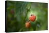 A Ripe, Red Raspberry Handing from the Vine-Sheila Haddad-Stretched Canvas