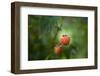 A Ripe, Red Raspberry Handing from the Vine-Sheila Haddad-Framed Photographic Print