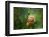 A Ripe, Red Raspberry Handing from the Vine-Sheila Haddad-Framed Photographic Print