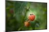 A Ripe, Red Raspberry Handing from the Vine-Sheila Haddad-Mounted Photographic Print