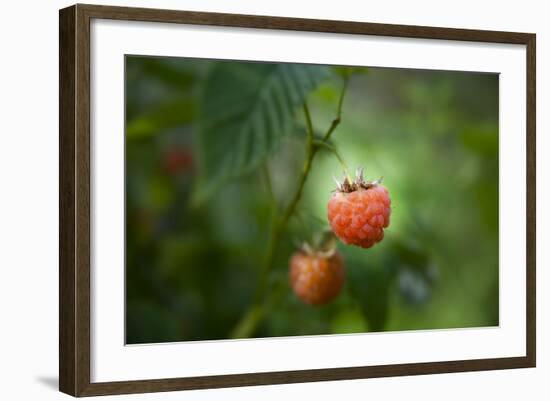 A Ripe, Red Raspberry Handing from the Vine-Sheila Haddad-Framed Photographic Print