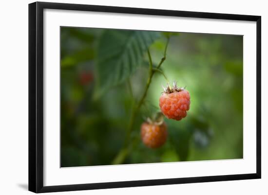 A Ripe, Red Raspberry Handing from the Vine-Sheila Haddad-Framed Photographic Print