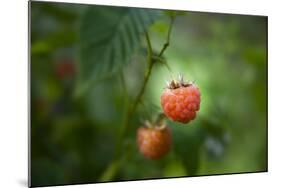 A Ripe, Red Raspberry Handing from the Vine-Sheila Haddad-Mounted Photographic Print