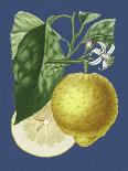 French Orange Botanical III-A. Risso-Mounted Art Print