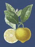 French Lemon on Navy II-A. Risso-Art Print