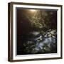 A River in a Forest at Sunset, Ritsa Nature Reserve, Abkhazia, Georgia-null-Framed Photographic Print