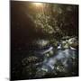 A River in a Forest at Sunset, Ritsa Nature Reserve, Abkhazia, Georgia-null-Mounted Photographic Print