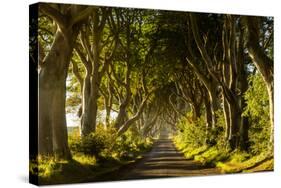 A road runs through the Dark Hedges tree tunnel at sunrise in Northern Ireland, United Kingdom-Logan Brown-Stretched Canvas