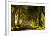 A road runs through the Dark Hedges tree tunnel at sunrise in Northern Ireland, United Kingdom-Logan Brown-Framed Photographic Print