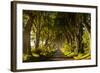 A road runs through the Dark Hedges tree tunnel at sunrise in Northern Ireland, United Kingdom-Logan Brown-Framed Photographic Print