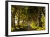 A road runs through the Dark Hedges tree tunnel at sunrise in Northern Ireland, United Kingdom-Logan Brown-Framed Photographic Print