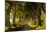 A road runs through the Dark Hedges tree tunnel at sunrise in Northern Ireland, United Kingdom-Logan Brown-Mounted Photographic Print