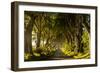 A road runs through the Dark Hedges tree tunnel at sunrise in Northern Ireland, United Kingdom-Logan Brown-Framed Photographic Print