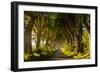 A road runs through the Dark Hedges tree tunnel at sunrise in Northern Ireland, United Kingdom-Logan Brown-Framed Photographic Print