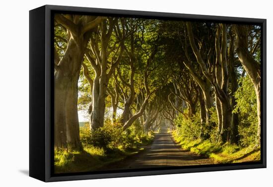 A road runs through the Dark Hedges tree tunnel at sunrise in Northern Ireland, United Kingdom-Logan Brown-Framed Stretched Canvas