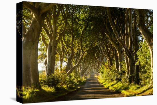 A road runs through the Dark Hedges tree tunnel at sunrise in Northern Ireland, United Kingdom-Logan Brown-Stretched Canvas
