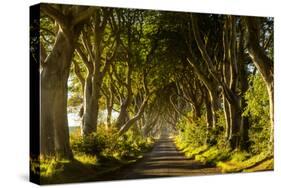 A road runs through the Dark Hedges tree tunnel at sunrise in Northern Ireland, United Kingdom-Logan Brown-Stretched Canvas