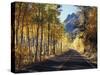 A Road Through the Autumn Colors of Aspen Trees in the June Lake Loop-Christopher Talbot Frank-Stretched Canvas